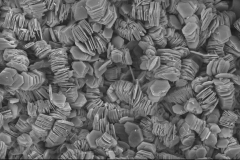 Kaolinite