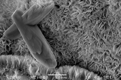 Smectite (trioctahedral)